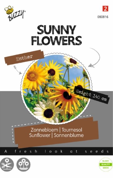 Sunflower Esther (Helianthus) 300 seeds BU